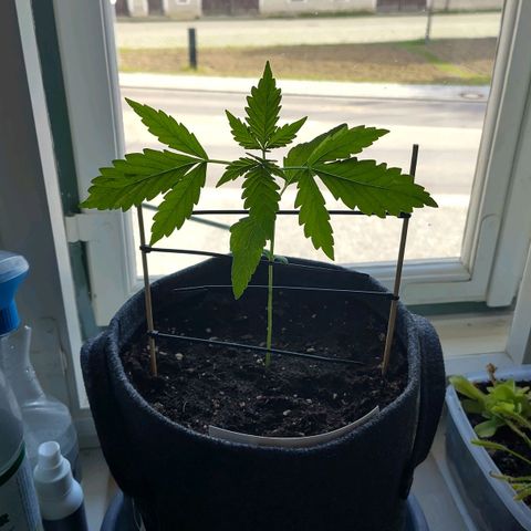 Auto Candy Bubatz XL  growlog timeline photo