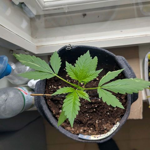 Auto Candy Bubatz XL  growlog timeline photo