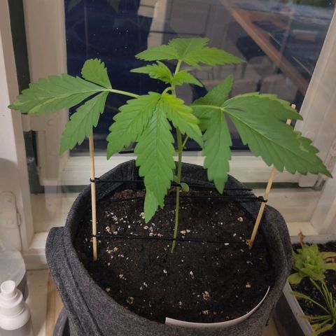 Auto Candy Bubatz XL  growlog timeline photo