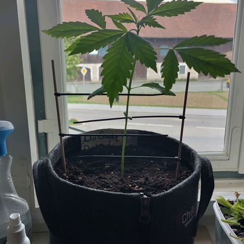 Auto Candy Bubatz XL  growlog timeline photo
