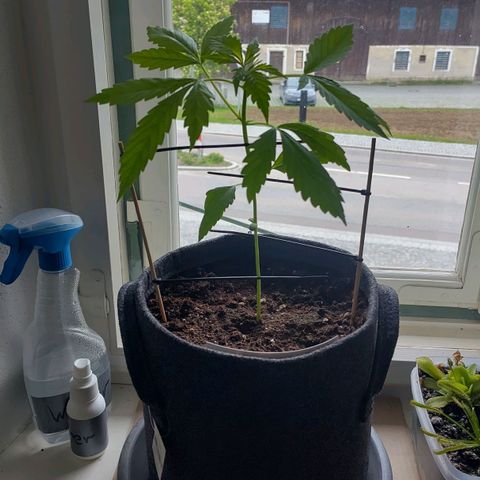 Auto Candy Bubatz XL  growlog timeline photo