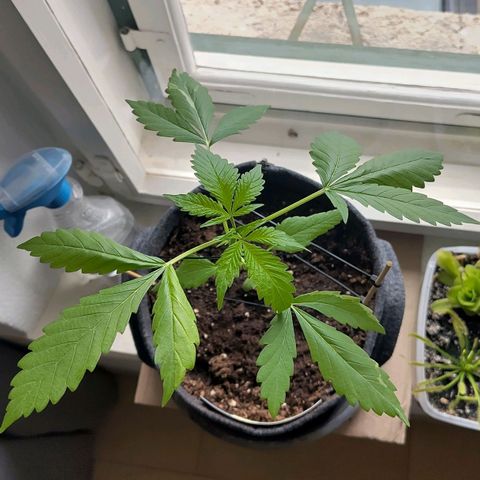 Auto Candy Bubatz XL  growlog timeline photo
