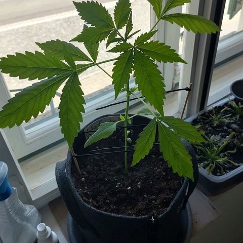 Auto Candy Bubatz XL  growlog timeline photo