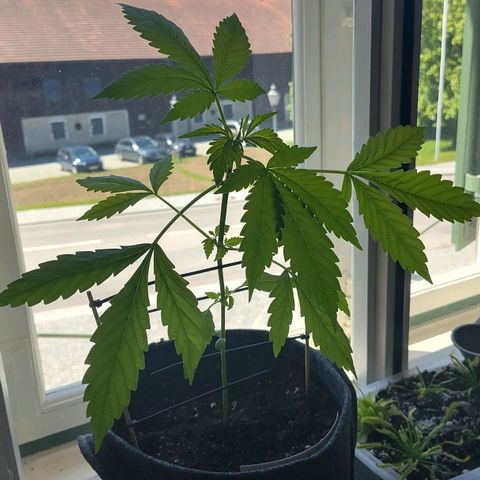 Auto Candy Bubatz XL  growlog timeline photo