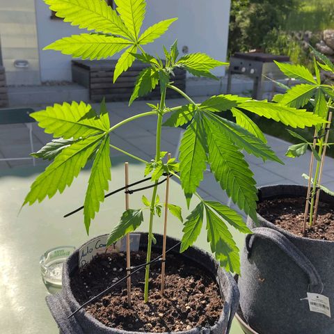 Auto Candy Bubatz XL  growlog timeline photo
