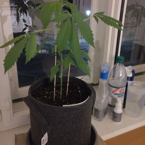 Auto Candy Bubatz XL  growlog timeline photo