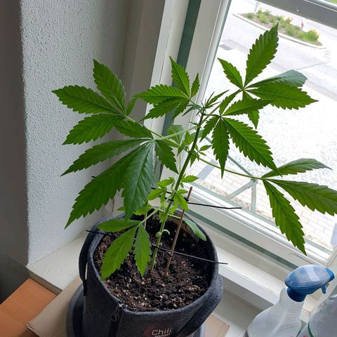 Auto Candy Bubatz XL  growlog timeline photo