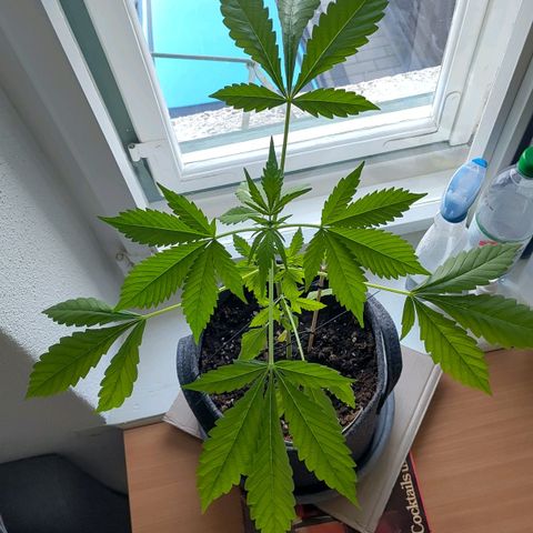 Auto Candy Bubatz XL  growlog timeline photo