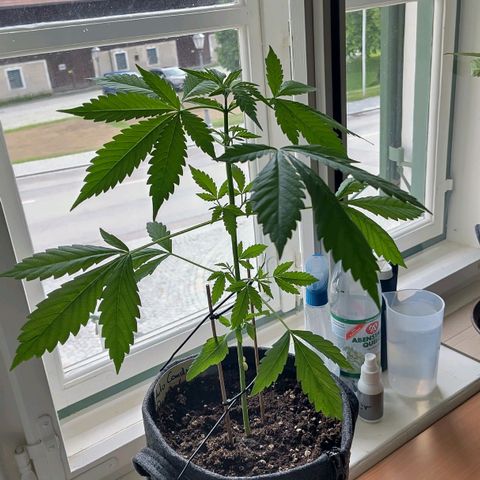 Auto Candy Bubatz XL  growlog timeline photo
