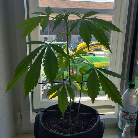 Auto Candy Bubatz XL  growlog timeline photo
