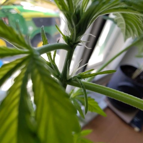 Auto Candy Bubatz XL  growlog timeline photo