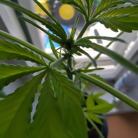Auto Candy Bubatz XL  growlog timeline photo