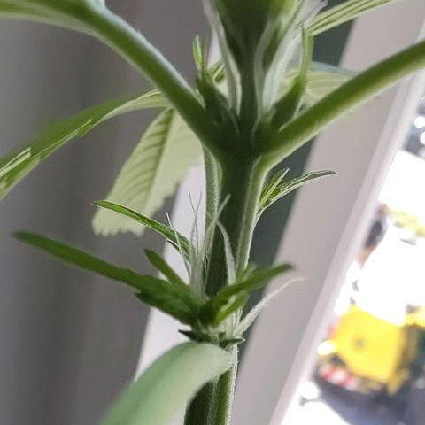 Auto Candy Bubatz XL  growlog timeline photo