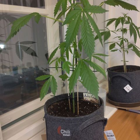 Auto Candy Bubatz XL  growlog timeline photo