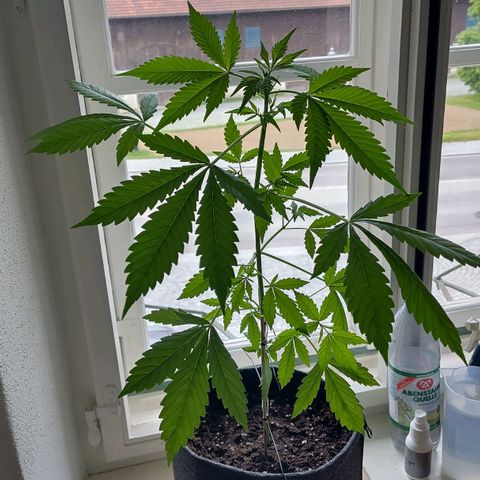 Auto Candy Bubatz XL  growlog timeline photo