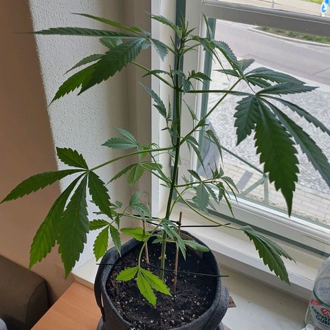 Auto Candy Bubatz XL  growlog timeline photo