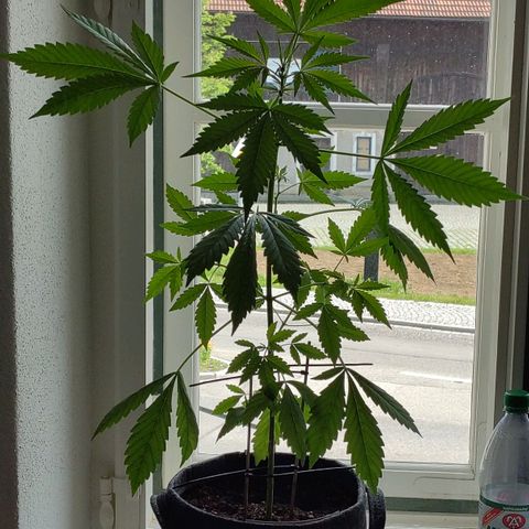 Auto Candy Bubatz XL  growlog timeline photo