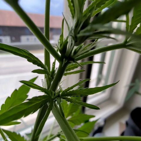 Auto Candy Bubatz XL  growlog timeline photo