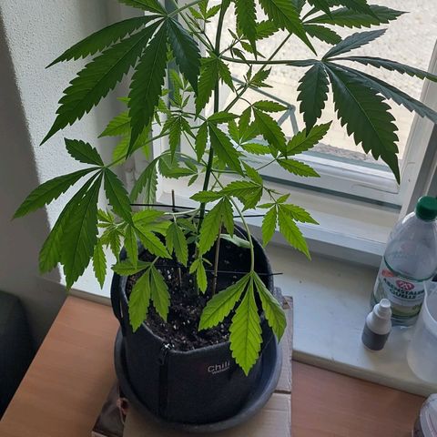 Auto Candy Bubatz XL  growlog timeline photo