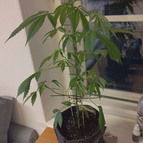 Auto Candy Bubatz XL  growlog timeline photo