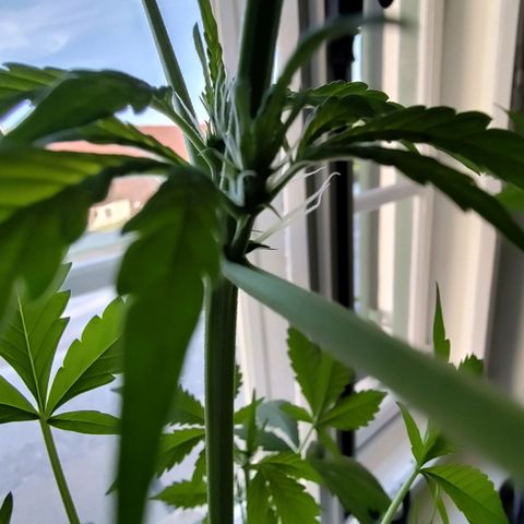 Auto Candy Bubatz XL  growlog timeline photo