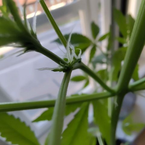 Auto Candy Bubatz XL  growlog timeline photo