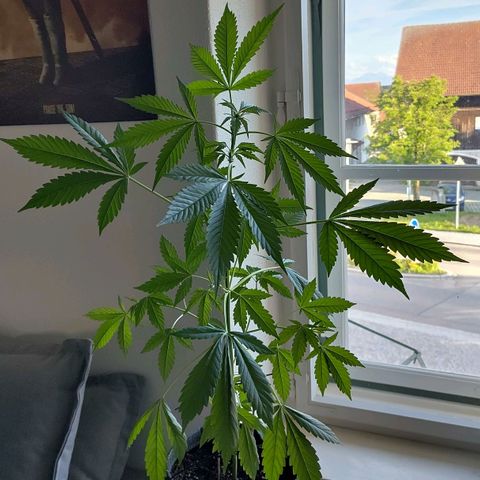 Auto Candy Bubatz XL  growlog timeline photo