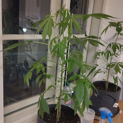 Auto Candy Bubatz XL  growlog timeline photo