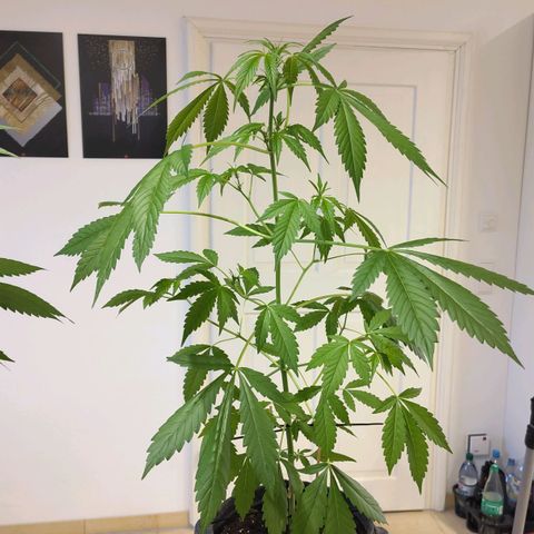 Auto Candy Bubatz XL  growlog timeline photo