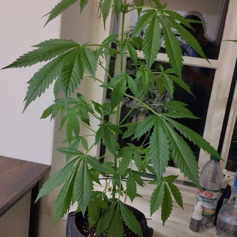 Auto Candy Bubatz XL  growlog timeline photo