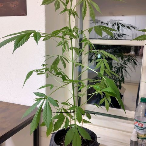 Auto Candy Bubatz XL  growlog timeline photo