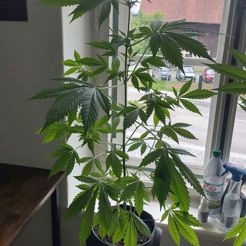 Auto Candy Bubatz XL  growlog timeline photo