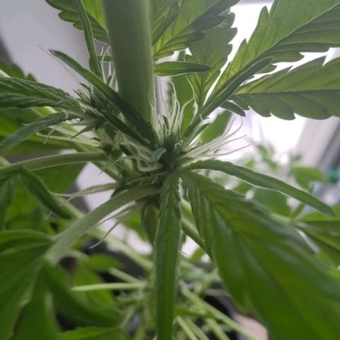 Auto Candy Bubatz XL  growlog timeline photo