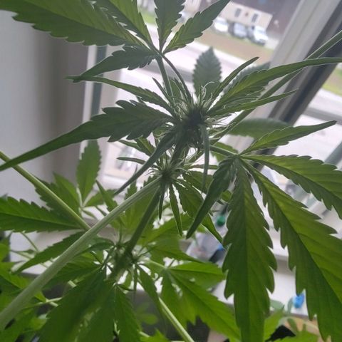 Auto Candy Bubatz XL  growlog timeline photo