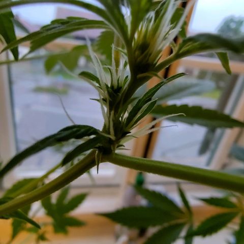 Auto Candy Bubatz XL  growlog timeline photo