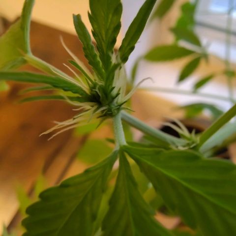 Auto Candy Bubatz XL  growlog timeline photo