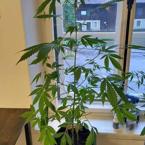 Auto Candy Bubatz XL  growlog timeline photo