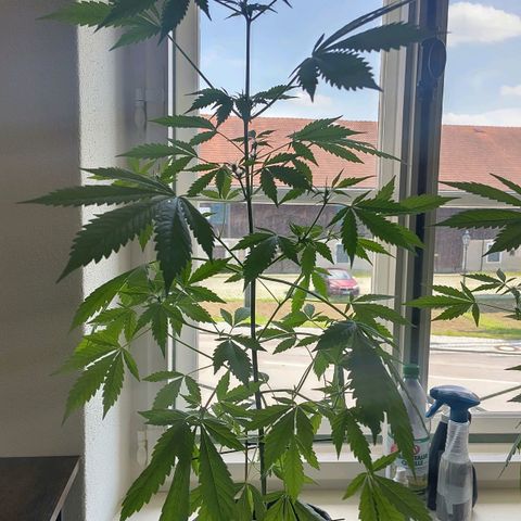 Auto Candy Bubatz XL  growlog timeline photo