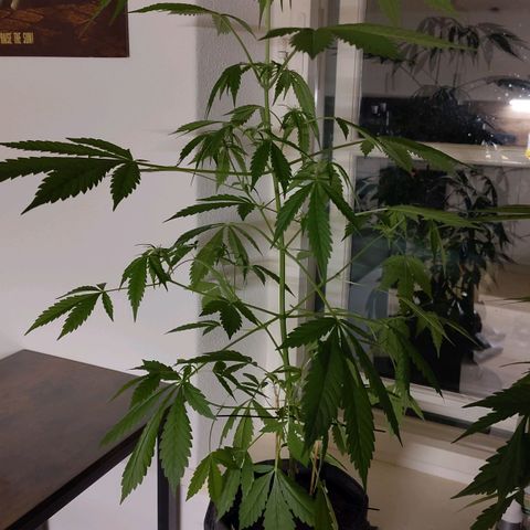 Auto Candy Bubatz XL  growlog timeline photo