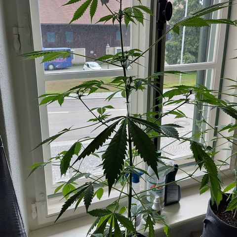 Auto Candy Bubatz XL  growlog timeline photo