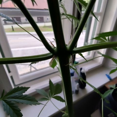 Auto Candy Bubatz XL  growlog timeline photo
