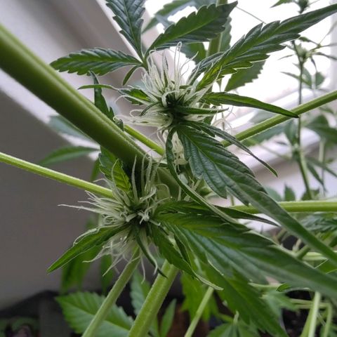 Auto Candy Bubatz XL  growlog timeline photo