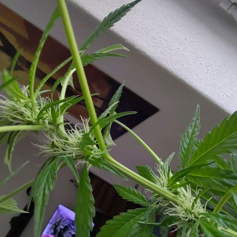 Auto Candy Bubatz XL  growlog timeline photo