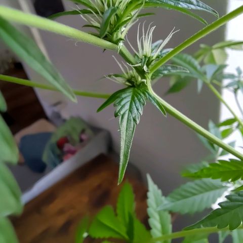 Auto Candy Bubatz XL  growlog timeline photo