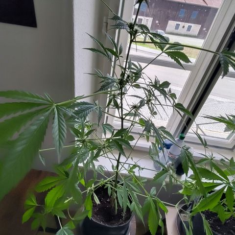 Auto Candy Bubatz XL  growlog timeline photo