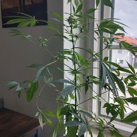 Auto Candy Bubatz XL  growlog timeline photo