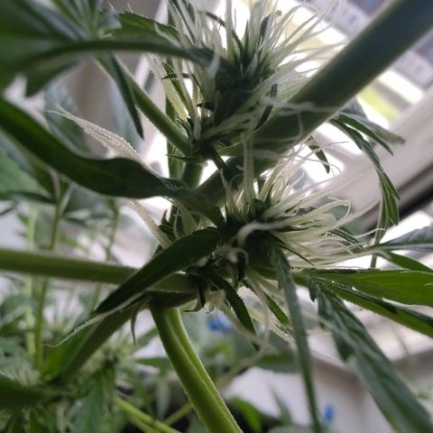 Auto Candy Bubatz XL  growlog timeline photo