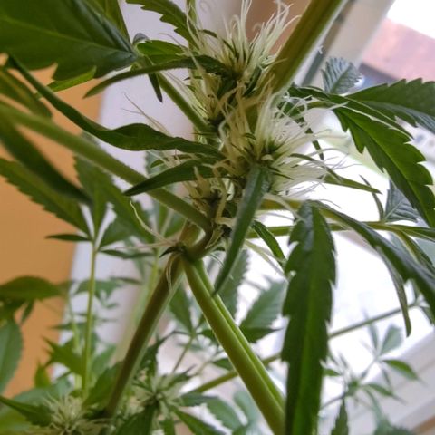 Auto Candy Bubatz XL  growlog timeline photo