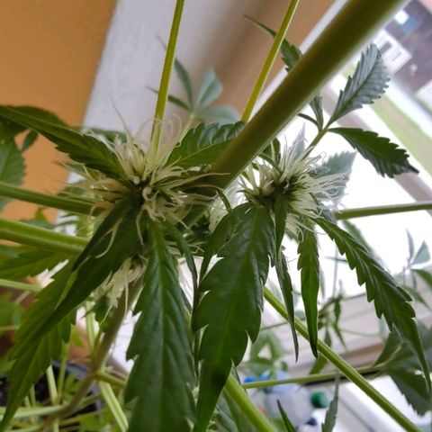 Auto Candy Bubatz XL  growlog timeline photo