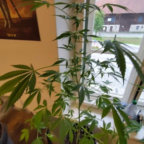 Auto Candy Bubatz XL  growlog timeline photo
